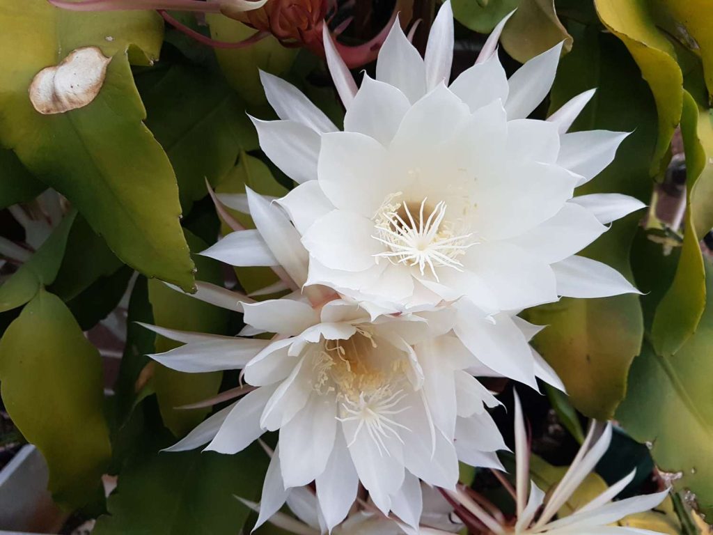 8 Plantas que Floracen por la Noche y Atraen Pollinadores de la Tarde