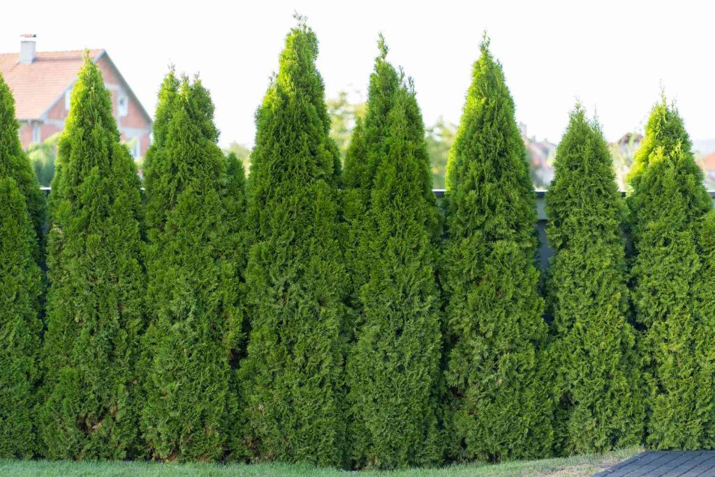 11 Árboles que Crecen Rápidamente para Crear Privacidad sin Redes de Fences